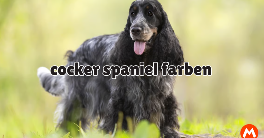 Die Farben von Cocker Spaniels: Ein bunter Überblick